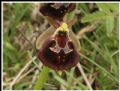 Ophrys pollinensis